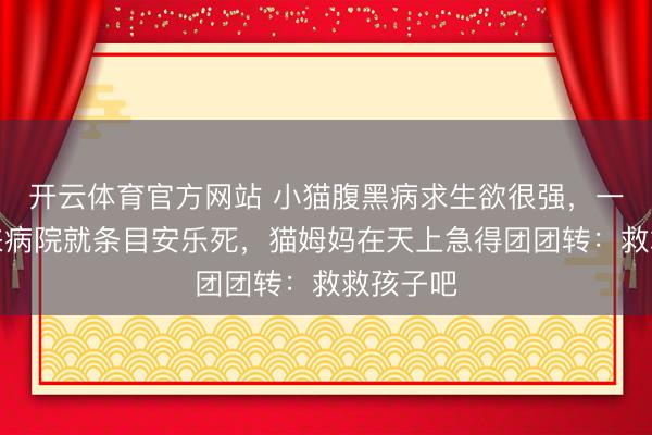 开云体育官方网站 小猫腹黑病求生欲很强，一大爷送来病院就条目安乐死，猫姆妈在天上急得团团转：救救孩子吧