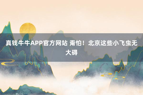 真钱牛牛APP官方网站 甭怕！北京这些小飞虫无大碍