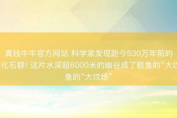 真钱牛牛官方网站 科学家发现距今530万年前的鲸类化石群! 这片水深超6000米的幽谷成了鲸鱼的“大坟场”